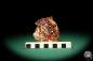 Preview: Vanadinite XX (20134) a mineral from Morocco | Minerals | Global