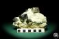 Preview: Pyrite XX in Marl Matrix (20139) a mineral from Spain | Minerals | Global