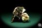 Preview: Muscovite XX to Albite XX (20193) a mineral from Brazil | Minerals | Global