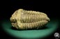 Preview: Flexicalymene ouzregui (20292) a trilobite from Morocco | Fossils | Trilobites