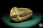 Preview: Flexicalymene ouzregui (20292) a trilobite from Morocco | Fossils | Trilobites