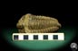 Preview: Flexicalymene ouzregui (20292) a trilobite from Morocco | Fossils | Trilobites