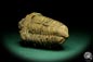 Preview: Flexicalymene ouzregui (20293) ein Trilobit aus Marokko | Fossilien | Trilobiten