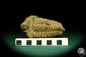 Preview: Flexicalymene ouzregui (20293) a trilobite from Morocco | Fossils | Trilobites