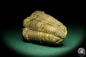 Preview: Flexicalymene ouzregui (20294) ein Trilobit aus Marokko | Fossilien | Trilobiten