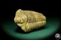 Preview: Flexicalymene ouzregui (20294) a trilobite from Morocco | Fossils | Trilobites