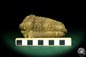 Preview: Flexicalymene ouzregui (20294) ein Trilobit aus Marokko | Fossilien | Trilobiten