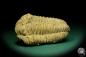 Preview: Flexicalymene ouzregui (20295) a trilobite from Morocco | Fossils | Trilobites