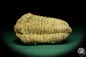 Preview: Flexicalymene ouzregui (20295) ein Trilobit aus Marokko | Fossilien | Trilobiten