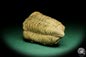 Preview: Flexicalymene ouzregui (20295) a trilobite from Morocco | Fossils | Trilobites