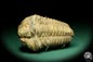 Preview: Flexicalymene ouzregui (20296) a trilobite from Morocco | Fossils | Trilobites