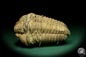 Preview: Flexicalymene ouzregui (20296) ein Trilobit aus Marokko | Fossilien | Trilobiten