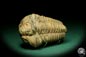 Preview: Flexicalymene ouzregui (20296) ein Trilobit aus Marokko | Fossilien | Trilobiten