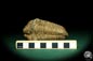 Preview: Flexicalymene ouzregui (20296) a trilobite from Morocco | Fossils | Trilobites