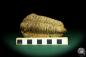 Preview: Flexicalymene ouzregui (20297) a trilobite from Morocco | Fossils | Trilobites