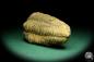 Preview: Flexicalymene ouzregui (20298) a trilobite from Morocco | Fossils | Trilobites