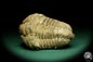 Preview: Flexicalymene ouzregui (20299) ein Trilobit aus Marokko | Fossilien | Trilobiten