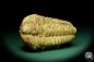 Preview: Flexicalymene ouzregui (20300) a trilobite from Morocco | Fossils | Trilobites