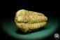 Preview: Flexicalymene ouzregui (20300) ein Trilobit aus Marokko | Fossilien | Trilobiten