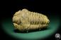 Preview: Flexicalymene ouzregui (20301) a trilobite from Morocco | Fossils | Trilobites