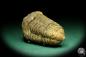 Preview: Flexicalymene ouzregui (20301) a trilobite from Morocco | Fossils | Trilobites