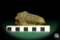 Preview: Flexicalymene ouzregui (20301) a trilobite from Morocco | Fossils | Trilobites