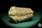 Preview: Flexicalymene ouzregui (20302) ein Trilobit aus Marokko | Fossilien | Trilobiten