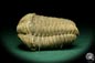 Preview: Flexicalymene ouzregui (20302) ein Trilobit aus Marokko | Fossilien | Trilobiten