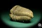 Preview: Flexicalymene ouzregui (20302) a trilobite from Morocco | Fossils | Trilobites