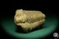 Preview: Flexicalymene ouzregui (20302) a trilobite from Morocco | Fossils | Trilobites