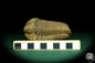 Preview: Flexicalymene ouzregui (20302) a trilobite from Morocco | Fossils | Trilobites