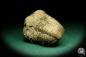 Preview: Flexicalymene ouzregui (20303) a trilobite from Morocco | Fossils | Trilobites