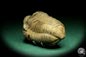 Preview: Flexicalymene ouzregui (20304) ein Trilobit aus Marokko | Fossilien | Trilobiten