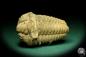 Preview: Flexicalymene ouzregui (20305) ein Trilobit aus Marokko | Fossilien | Trilobiten