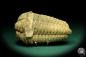 Preview: Flexicalymene ouzregui (20305) ein Trilobit aus Marokko | Fossilien | Trilobiten