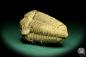 Preview: Flexicalymene ouzregui (20305) a trilobite from Morocco | Fossils | Trilobites