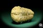 Preview: Flexicalymene ouzregui (20306) a trilobite from Morocco | Fossils | Trilobites