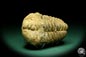 Preview: Flexicalymene ouzregui (20306) ein Trilobit aus Marokko | Fossilien | Trilobiten