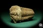 Preview: Flexicalymene ouzregui (20307) ein Trilobit aus Marokko | Fossilien | Trilobiten