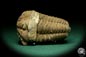 Preview: Flexicalymene ouzregui (20307) ein Trilobit aus Marokko | Fossilien | Trilobiten