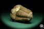 Preview: Flexicalymene ouzregui (20307) ein Trilobit aus Marokko | Fossilien | Trilobiten