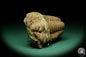 Preview: Flexicalymene ouzregui (20307) ein Trilobit aus Marokko | Fossilien | Trilobiten