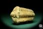 Preview: Flexicalymene ouzregui (20308) ein Trilobit aus Marokko | Fossilien | Trilobiten