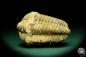 Preview: Flexicalymene ouzregui (20308) ein Trilobit aus Marokko | Fossilien | Trilobiten