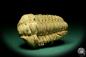 Preview: Flexicalymene ouzregui (20309) ein Trilobit aus Marokko | Fossilien | Trilobiten