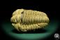 Preview: Flexicalymene ouzregui (20309) ein Trilobit aus Marokko | Fossilien | Trilobiten