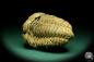 Preview: Flexicalymene ouzregui (20309) ein Trilobit aus Marokko | Fossilien | Trilobiten