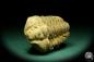 Preview: Flexicalymene ouzregui (20309) a trilobite from Morocco | Fossils | Trilobites