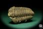 Preview: Flexicalymene ouzregui (20310) ein Trilobit aus Marokko | Fossilien | Trilobiten