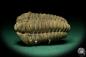 Preview: Flexicalymene ouzregui (20310) ein Trilobit aus Marokko | Fossilien | Trilobiten